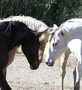 Ranch Siesta Los Rubios horse friendships during lockdown in Spain