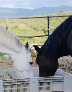 Ranch Siesta Los Rubios horse friendships during lockdown in Spain