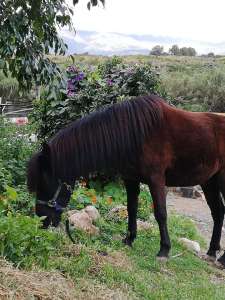 Paco the pony grazing at Ranch Siesta Los Rubios riding stables in Estepona