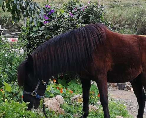 Paco the pony grazing at Ranch Siesta Los Rubios riding stables in Estepona
