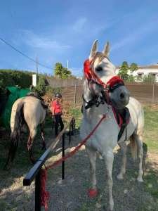 last ride before lockdown along the river to tapas bar in Estepona Ranch Siesta Los Rubios