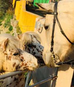 Shetland ponies at Ranch Siesta Los Rubios riding stables in Estepona