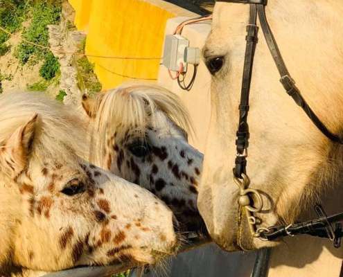 Shetland ponies at Ranch Siesta Los Rubios riding stables in Estepona