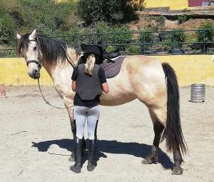 Ranch Siesta Los Rubios horse riding lessons restart after lockdown