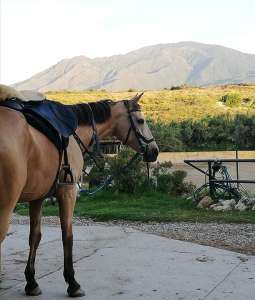 Ranch Siesta Los Rubios horse riding lessons restart after lockdown