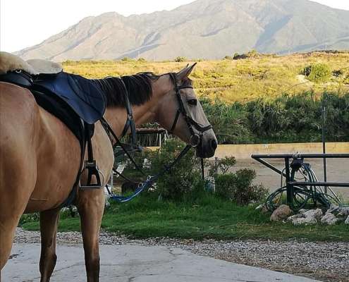 Ranch Siesta Los Rubios horse riding lessons restart after lockdown