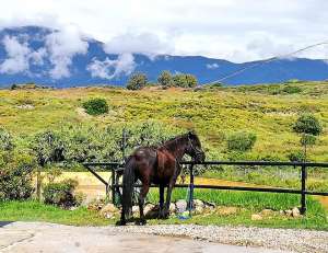 Paco the pony at Ranch Siesta Los Rubios riding stables in Estepona