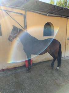 THE BEATLES John, Paul, Ringo & George at Ranch Siesta Los Rubios riding stables Estepona