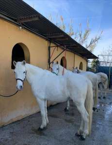 THE BEATLES John, Paul, Ringo & George at Ranch Siesta Los Rubios riding stables Estepona