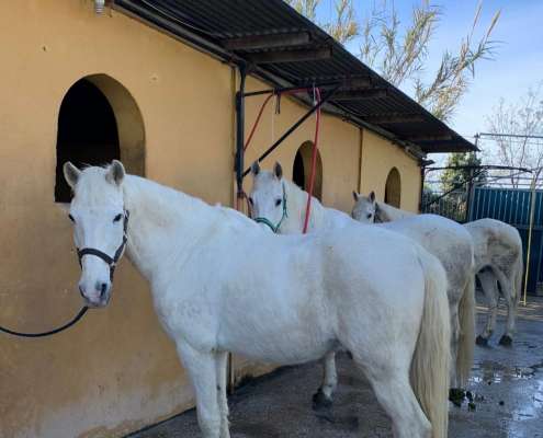 THE BEATLES John, Paul, Ringo & George at Ranch Siesta Los Rubios riding stables Estepona