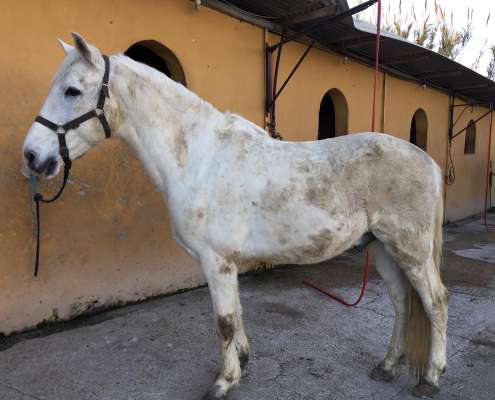 THE BEATLES John, Paul, Ringo & George at Ranch Siesta Los Rubios riding stables Estepona