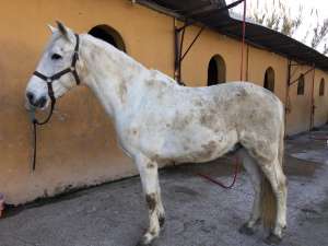 The Beatles bootcamp fabulous four horses at Ranch Siesta Los Rubios John Paul Ringo and George