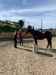 The Beatles bootcamp fabulous four horses at Ranch Siesta Los Rubios John Paul Ringo and George