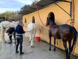 The Beatles bootcamp fabulous four horses at Ranch Siesta Los Rubios John Paul Ringo and George