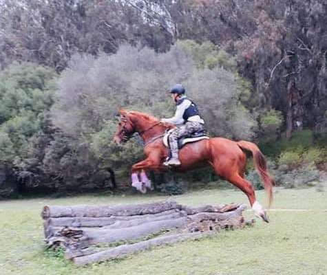 ranch siesta los rubios cross country training