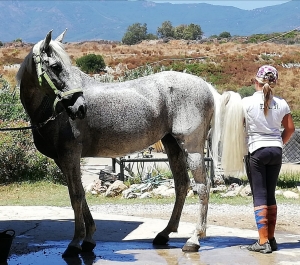 Hope the rescue horse at Ranch Siesta Los Rubios