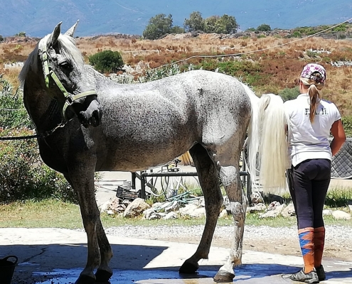 Hope the rescue horse at Ranch Siesta Los Rubios