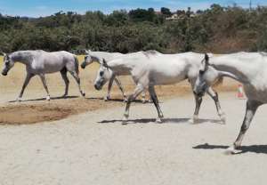 Ranch Siesta Los Rubios Estepona riding stables new grey Arab horse arrives arabian horses
