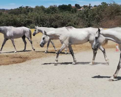 Ranch Siesta Los Rubios Estepona riding stables new grey Arab horse arrives arabian horses