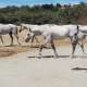 Ranch Siesta Los Rubios Estepona riding stables new grey Arab horse arrives arabian horses