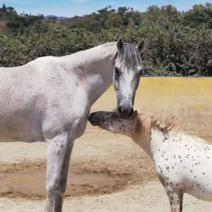 Ranch Siesta Los Rubios shetlands and arabian horses