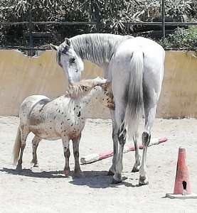 Ranch Siesta Los Rubios shetlands and arabian horses Estepona