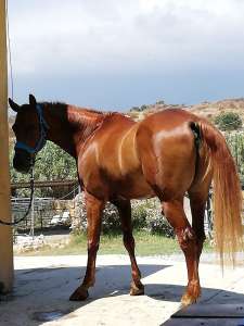 Happy horses and riders at Ranch Siesta Los Rubios Estepona