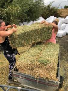 Hay helpers - moiving hay at Ranch Siesta Los Rubios Estepona before the rain