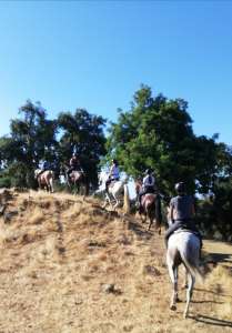 Hacking horses Estepona with Ranch Siesta Los Rubios riding stables