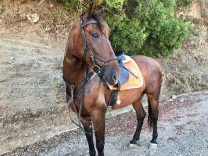 Happy horses and riders at Ranch Siesta Los Rubios Estepona