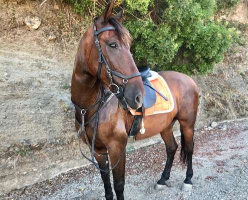 Happy horses and riders at Ranch Siesta Los Rubios Estepona