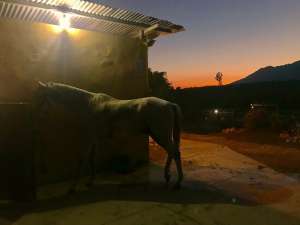 Happy horses and riders at Ranch Siesta Los Rubios Estepona