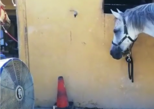 Ranch Siesta Los Rubios Estepona - photo of horse enjoying a cooling fan