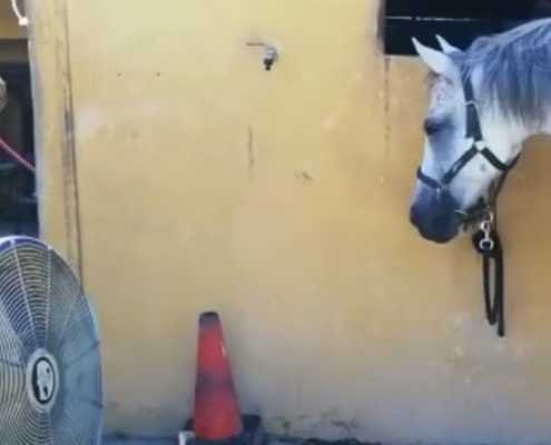 Ranch Siesta Los Rubios Estepona - photo of horse enjoying a cooling fan