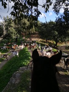 Mountain horse riding Estepona Ranch Siesta Los Rubios