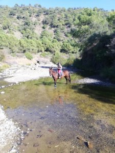 River riding horse riding Estepona